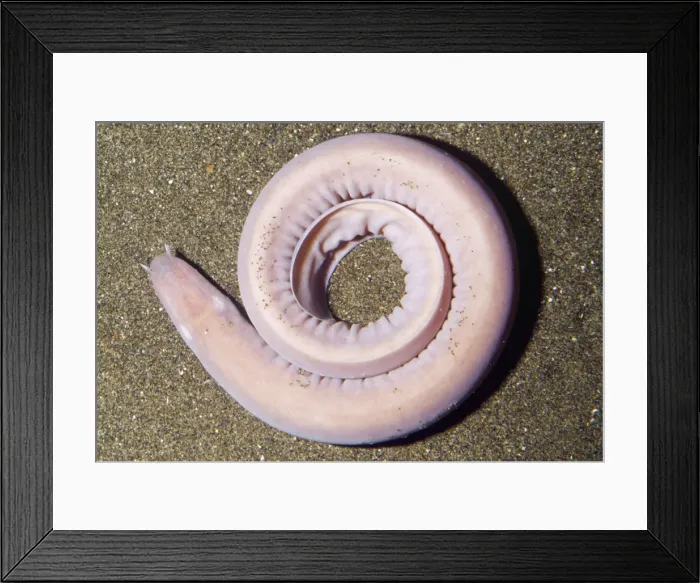 Framed Print : Hagfish - on bottom deep sea. Depth 30 - 3100 feet. Monterey Bay, California, USA Framed Print : Hagfish - on bottom deep sea. Depth 30 - 3100 feet. Monterey Bay, California, USA