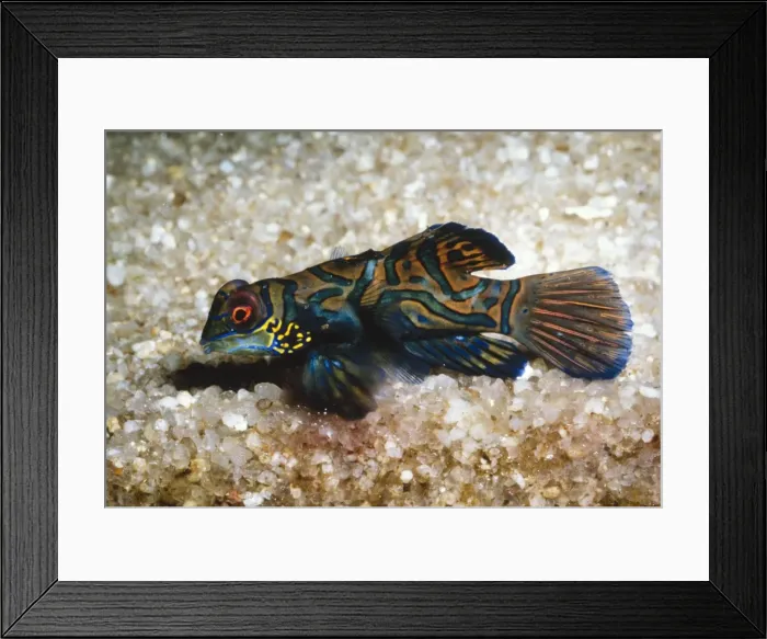 Framed Print : Mandarin Fish Coral Reefs of Australia Framed Print : Mandarin Fish Coral Reefs of Australia