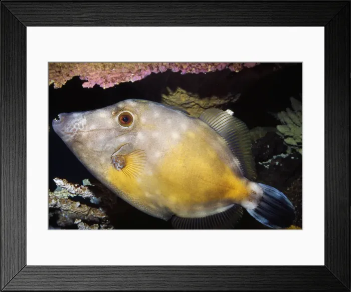 Framed Print : White-spotted Filefish Bermuda. Florida to Brazil Framed Print : White-spotted Filefish Bermuda. Florida to Brazil