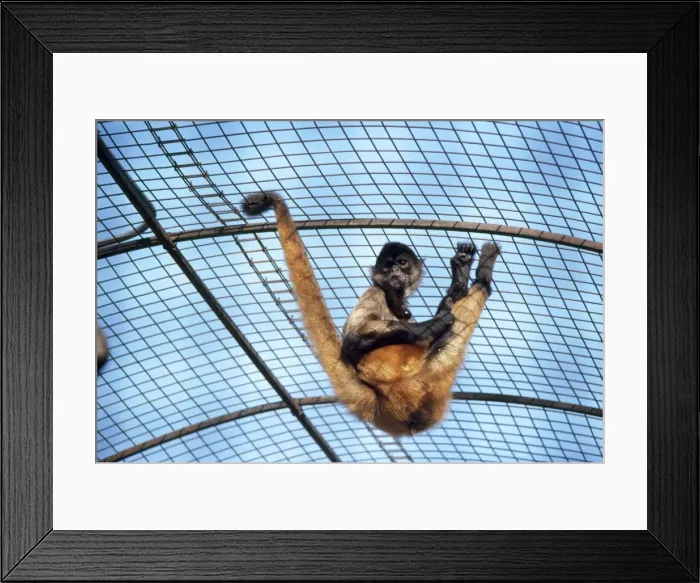 Framed Print : Columbian Brown Spider Monkey - showing use of prehensile tail Framed Print : Columbian Brown Spider Monkey - showing use of prehensile tail
