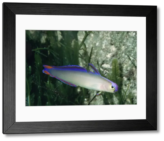 Framed Print : Decorated Dart Goby / Purple Firefish Solomon Sea & New Guinea Framed Print : Decorated Dart Goby / Purple Firefish Solomon Sea & New Guinea