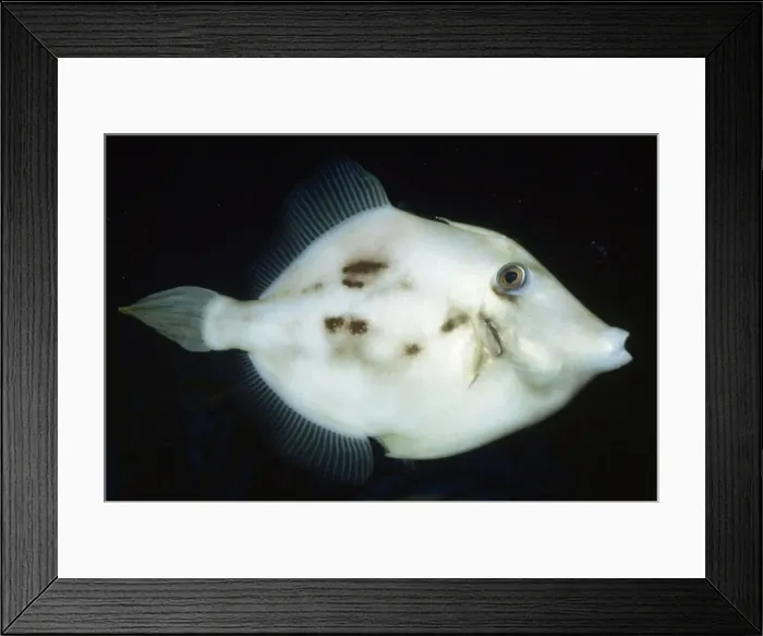 Framed Print : Planehead Filefish Bermuda to Brazil Framed Print : Planehead Filefish Bermuda to Brazil