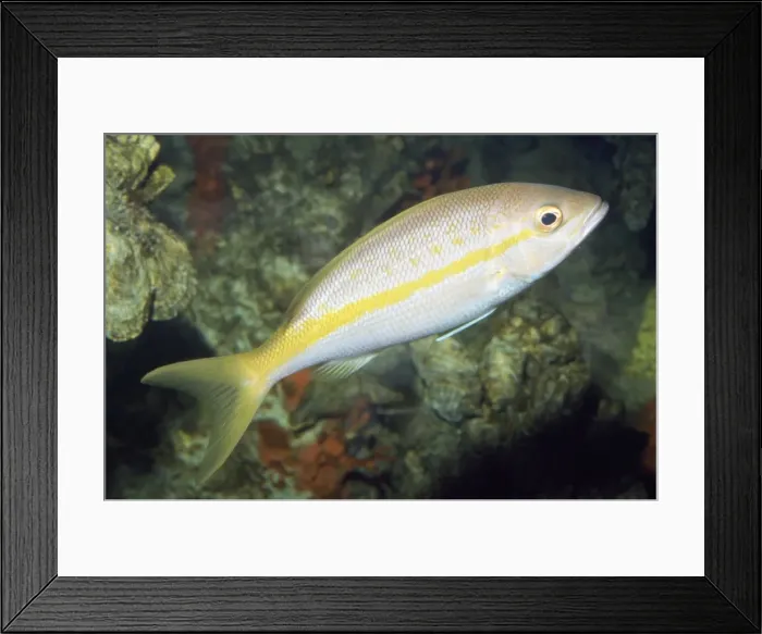 Framed Print : Yellowtail Snapper Bermuda to Brazil Framed Print : Yellowtail Snapper Bermuda to Brazil