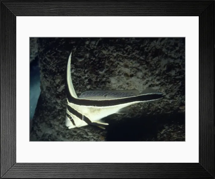 Framed Print : Jackknife Drumfish Florida, Golf of Mexico Framed Print : Jackknife Drumfish Florida, Golf of Mexico