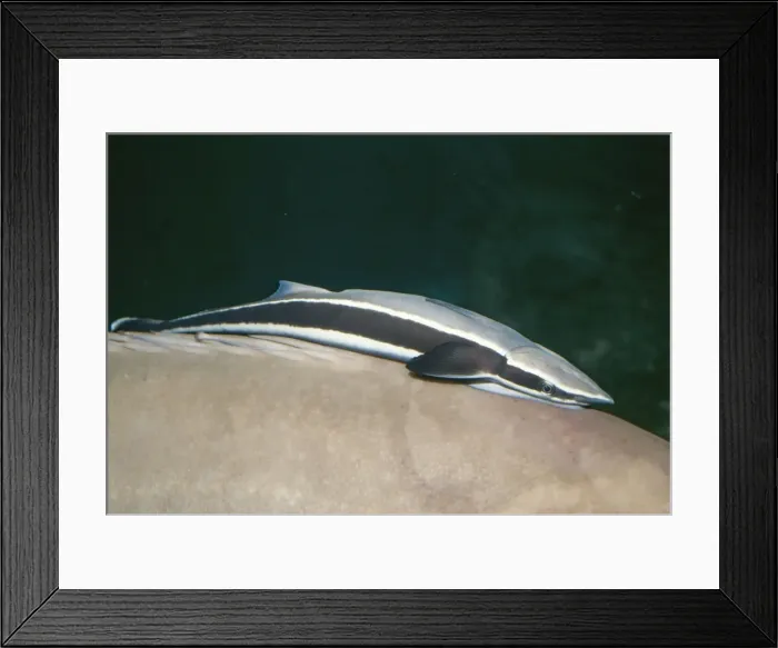 Framed Print : Remora KEL 992 Worldwide in warm seas. Remora remora © Ken Lucas / ARDEA LONDON Framed Print : Remora KEL 992 Worldwide in warm seas. Remora remora © Ken Lucas / ARDEA LONDON