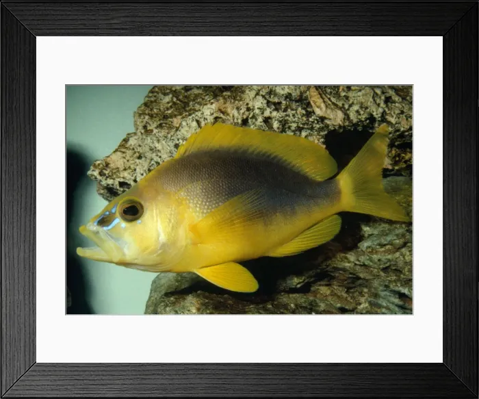 Framed Print : Shy Hamlet - grouper Bahamas, Cuba, Jamaica Framed Print : Shy Hamlet - grouper Bahamas, Cuba, Jamaica