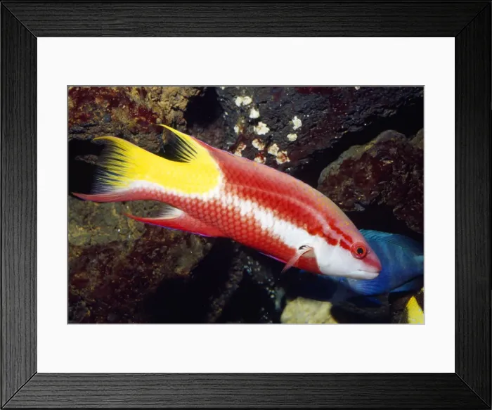 Framed Print : Spotfin Hogfish Gulf of Mexico to Bazil Framed Print : Spotfin Hogfish Gulf of Mexico to Bazil