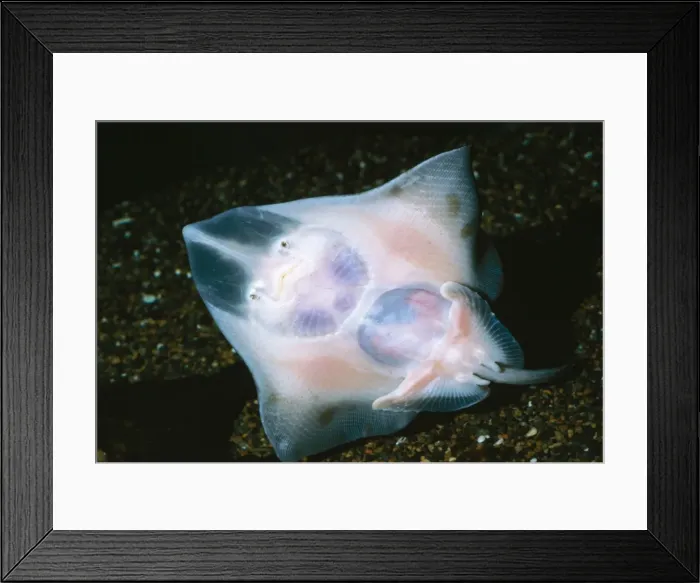 Framed Print : Longnose Skate On sea floor, depth 180-2040 Ft. Deep Sea: Alaska to Mexico Framed Print : Longnose Skate On sea floor, depth 180-2040 Ft. Deep Sea: Alaska to Mexico
