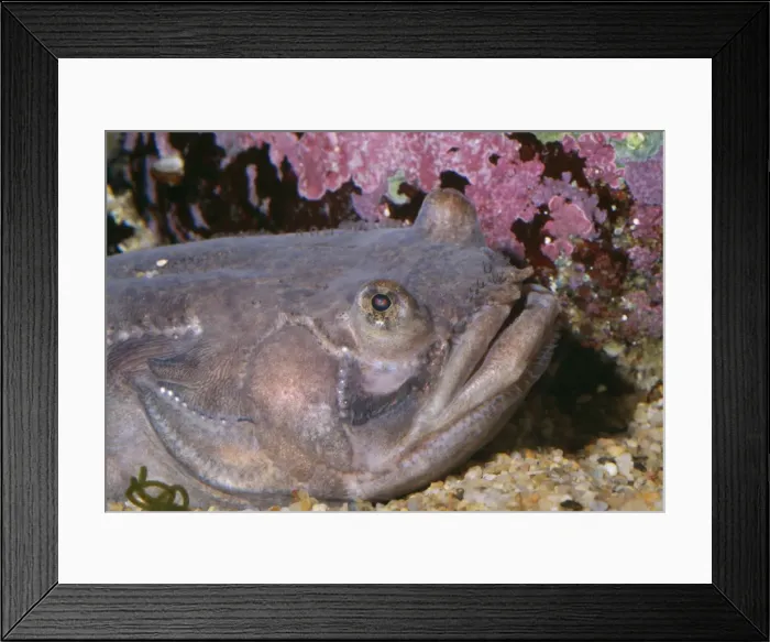 Framed Print : Plainfin Midshipman Mexico. Found Alaska to Baja California Framed Print : Plainfin Midshipman Mexico. Found Alaska to Baja California
