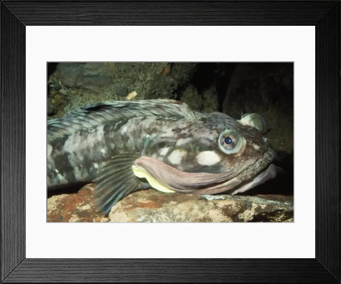 Framed Print : Sarcastic Fringehead Fish Monterey Bay, California, USA Framed Print : Sarcastic Fringehead Fish Monterey Bay, California, USA