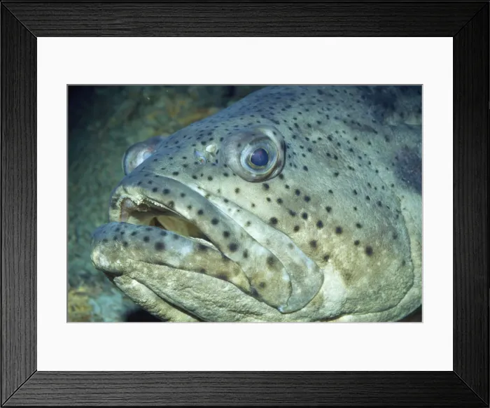 Framed Print : Goliath Grouper - also know as Jewfish / Guasa / Black Bass / Esonue Grouper / Giant Seabass / Hamlet / Southern Jewfish / Spotted Jewfish. Species name previously known as: Serranus itajara and Promicrops itajara Framed Print : Goliath Grouper - also know as Jewfish / Guasa / Black Bass / Esonue Grouper / Giant Seabass / Hamlet / Southern Jewfish / Spotted Jewfish. Species name previously known as: Serranus itajara and Promicrops itajara