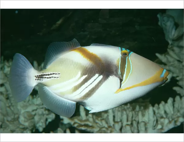 Triggerfish  /  Picasso  /  White-barred Fish