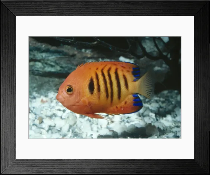 Framed Print : Flame Angelfish Tropical Indo-Pacific Framed Print : Flame Angelfish Tropical Indo-Pacific