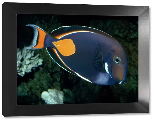 Achilles Tang (Surgeonfish) Tropical Indo-Pacific