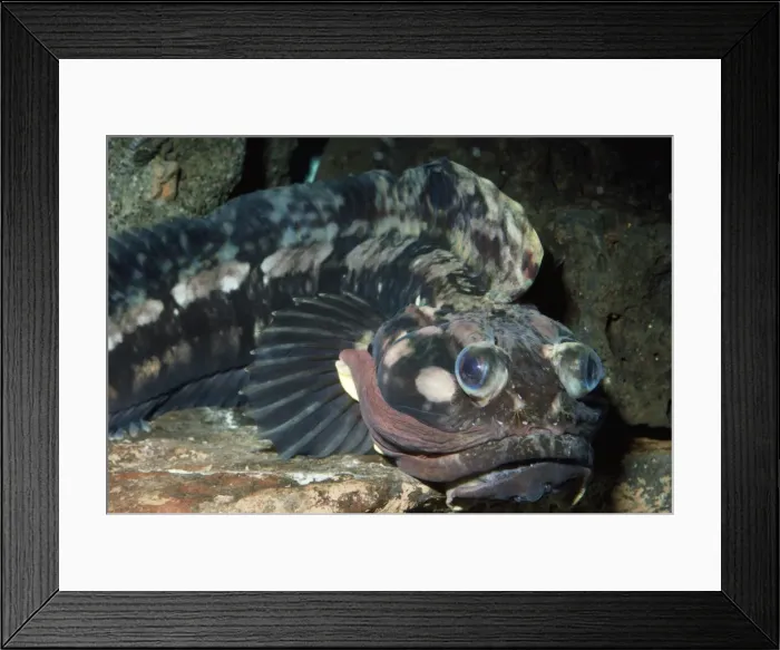 Framed Print : Sarcastic Fringehead Fish Monterey Bay, California, USA Framed Print : Sarcastic Fringehead Fish Monterey Bay, California, USA