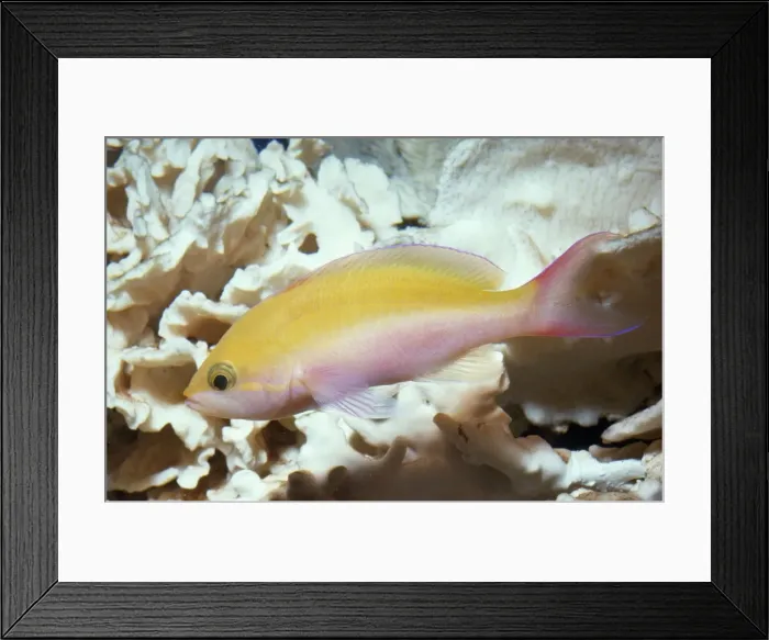 Framed Print : Bicolor Basslet (Anthias) Mauritius to Hawaii Framed Print : Bicolor Basslet (Anthias) Mauritius to Hawaii