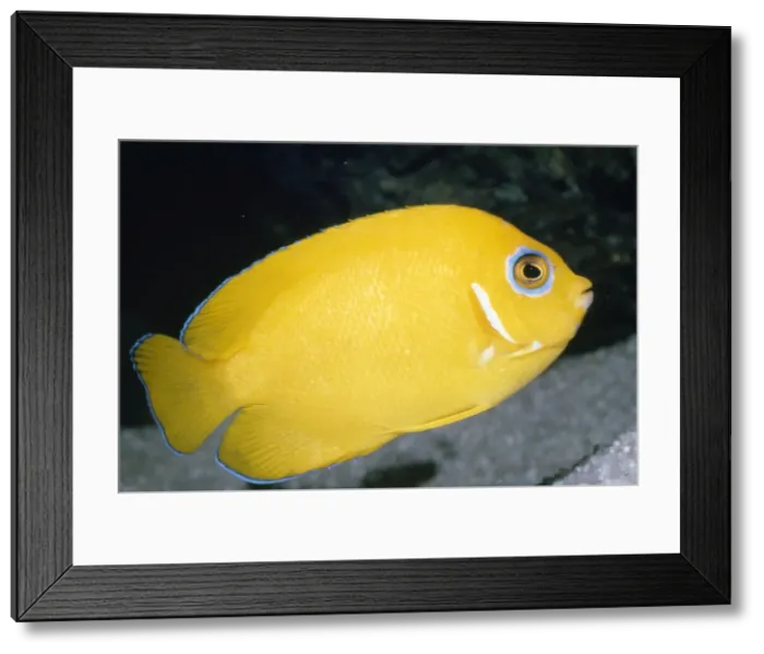 Framed Print : Lemonpeel Angelfish - Tropical Western Pacific Framed Print : Lemonpeel Angelfish - Tropical Western Pacific