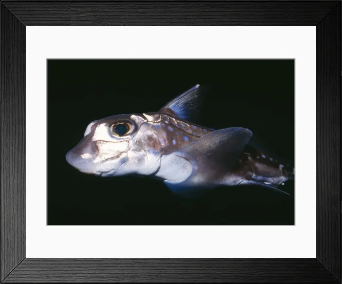 Framed Print : Spotted Ratfish Depths to 3000ft. Near Sea floor. Deep Sea Monterey Bay, California Framed Print : Spotted Ratfish Depths to 3000ft. Near Sea floor. Deep Sea Monterey Bay, California