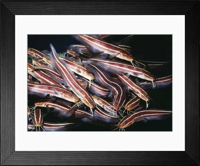 Framed Print : Striped (Stinging) Catfish KEL 875 Schooling Behaviour, venom filled spines - Tropical Indo-Pacific Plotosus lineatus © Ken Lucas / ARDEA LONDON Framed Print : Striped (Stinging) Catfish KEL 875 Schooling Behaviour, venom filled spines - Tropical Indo-Pacific Plotosus lineatus © Ken Lucas / ARDEA LONDON