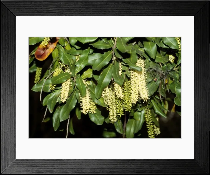 Framed Print : Macadamia Nut Flowers Australia Framed Print : Macadamia Nut Flowers Australia