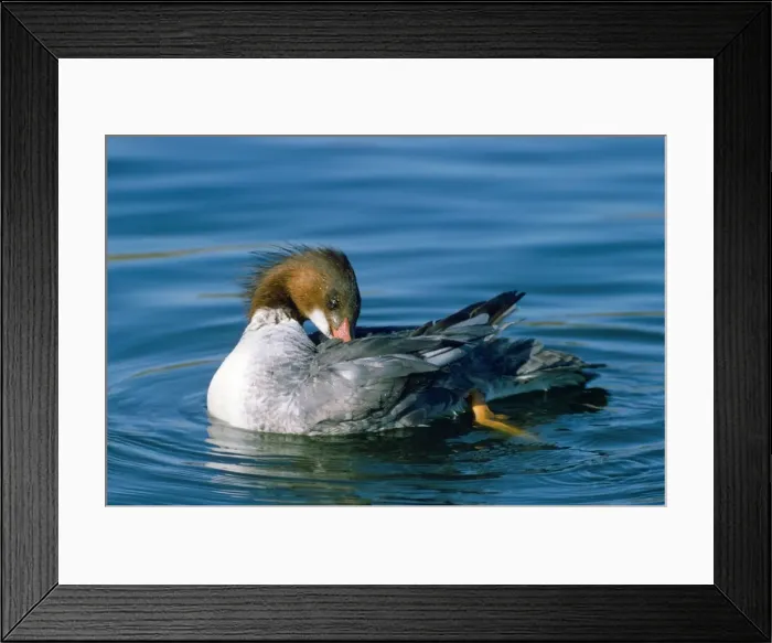 Framed Print : Goosander Duck - preening Framed Print : Goosander Duck - preening