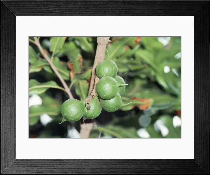 Framed Print : Macadamia Tree - close-up of nuts Framed Print : Macadamia Tree - close-up of nuts