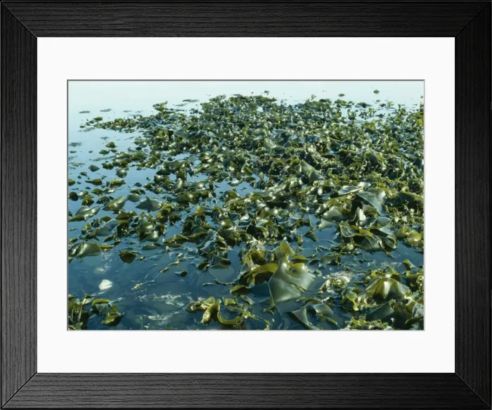 Framed Print : Tanggle Kelp / Oarweed Seaweed Framed Print : Tanggle Kelp / Oarweed Seaweed