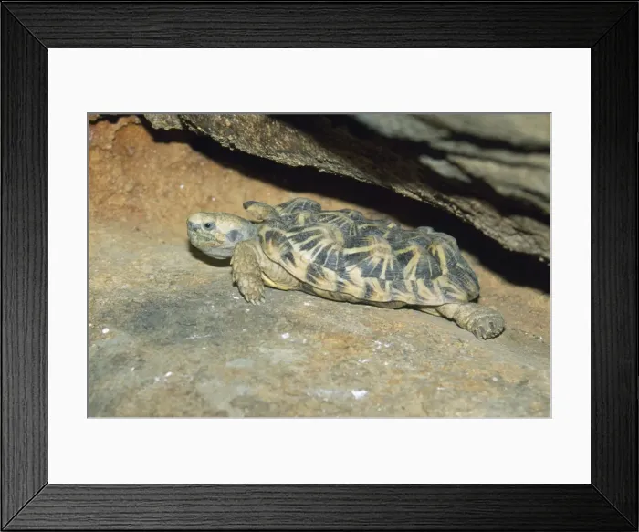 Framed Print : Pancake Tortoise - small flat turtle that takes refuge under rocks. Kenya & Tanzania, Africa Framed Print : Pancake Tortoise - small flat turtle that takes refuge under rocks. Kenya & Tanzania, Africa