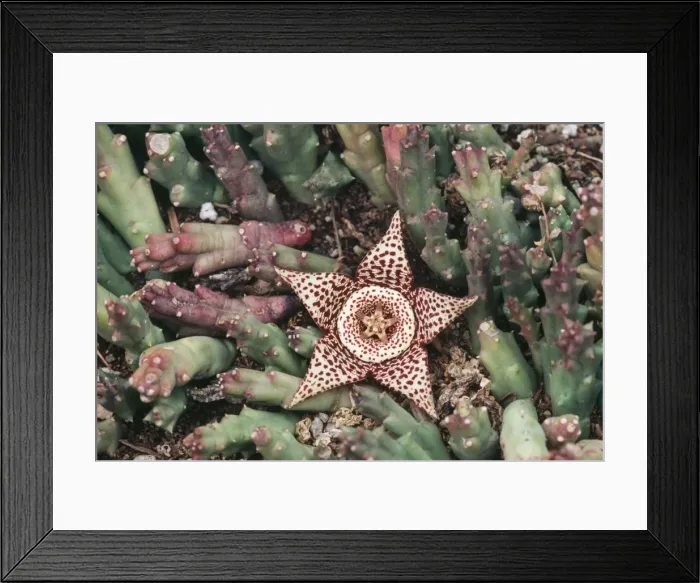 Framed Print : Carrion Flower Africa Framed Print : Carrion Flower Africa