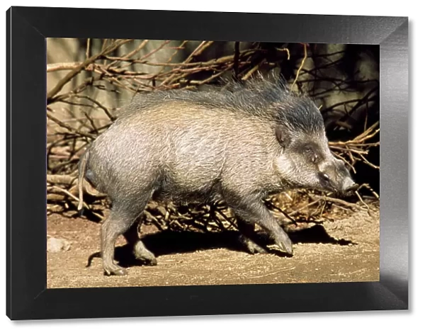 Visayan Warty Pig - male - central Philippines