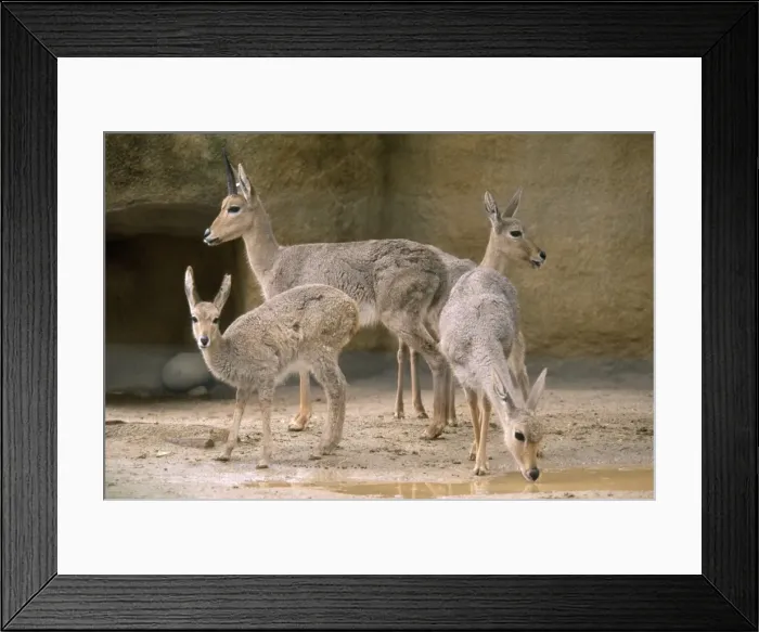 Framed Print : Vaal Rhebok - herd Southern Africa Framed Print : Vaal Rhebok - herd Southern Africa