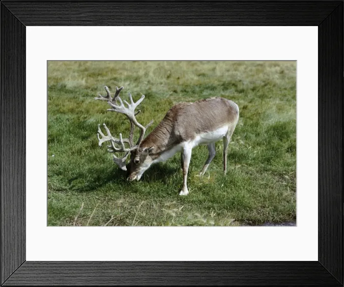 Framed Print : Peary Caribou Framed Print : Peary Caribou