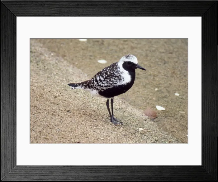 Framed Print : Grey / Black-bellied Plover Framed Print : Grey / Black-bellied Plover