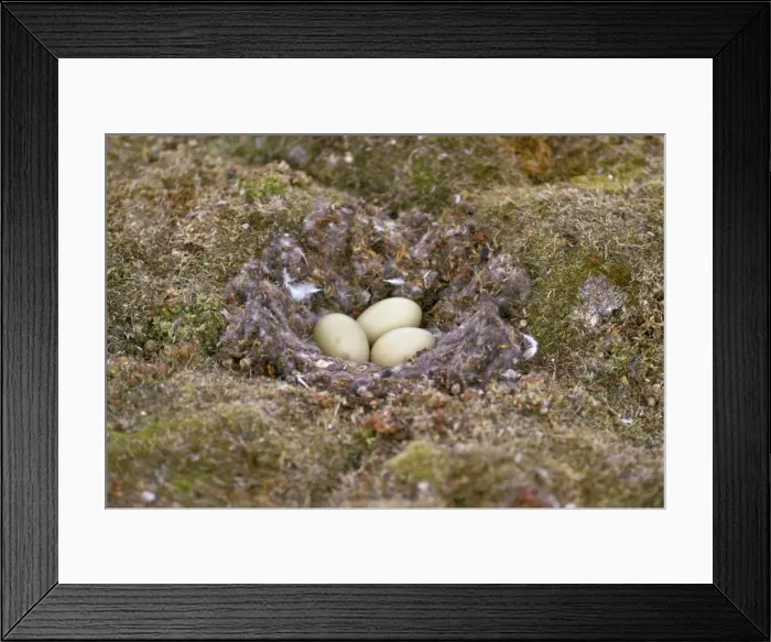 Framed Print : King Eider Duck - eggs in nest - Victoria Island - Northwest Territories -Canada Framed Print : King Eider Duck - eggs in nest - Victoria Island - Northwest Territories -Canada
