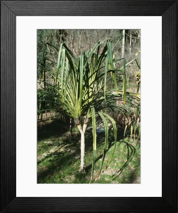Framed Print : Pandanus Tree / Screw Pine Framed Print : Pandanus Tree / Screw Pine