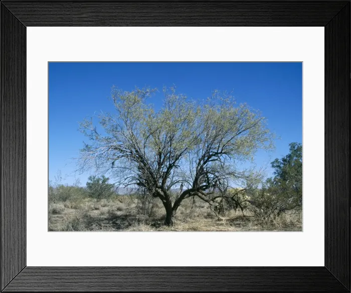 Framed Print : Honey Mesquite Tree South West USA into Mexico Framed Print : Honey Mesquite Tree South West USA into Mexico