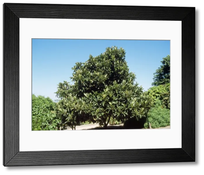 Framed Print : Loquat Tree China, Japan Framed Print : Loquat Tree China, Japan