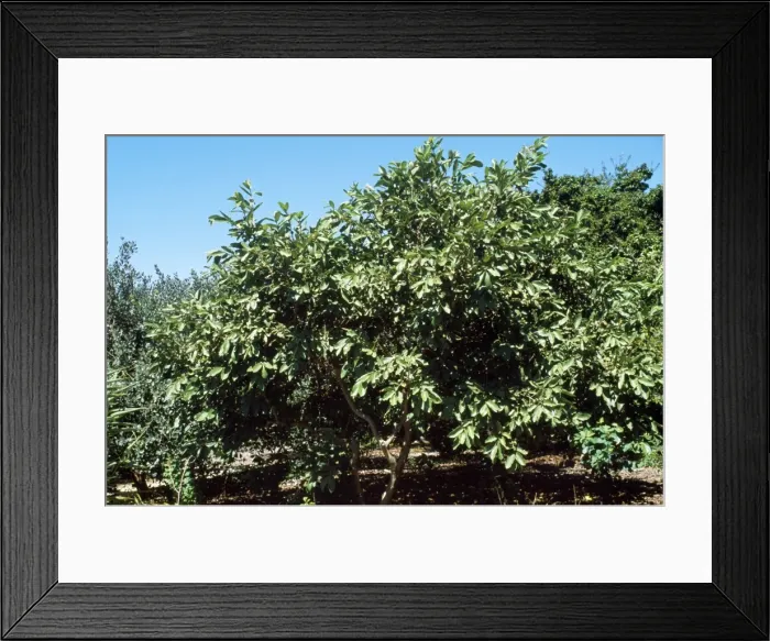 Framed Print : Guava Tree Mexico to South America Framed Print : Guava Tree Mexico to South America