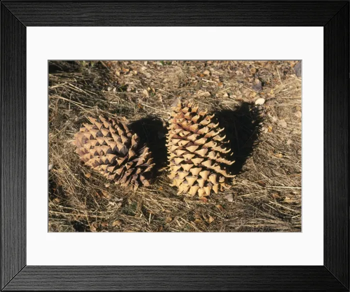 Framed Print : Coulter Pine Cones Framed Print : Coulter Pine Cones
