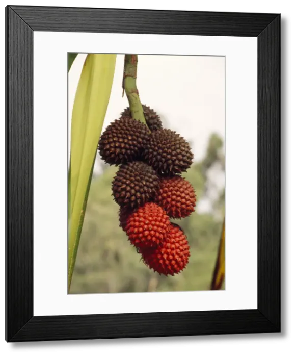 Framed Print : Pandanus Tree / Screw Pine - ripening fruit is red Framed Print : Pandanus Tree / Screw Pine - ripening fruit is red