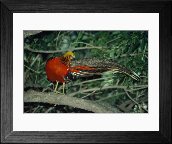 Framed Print : Golden Pheasant - male Framed Print : Golden Pheasant - male