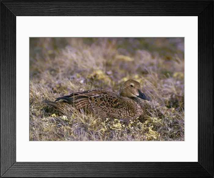 Framed Print : King Eider Duck - female on nest