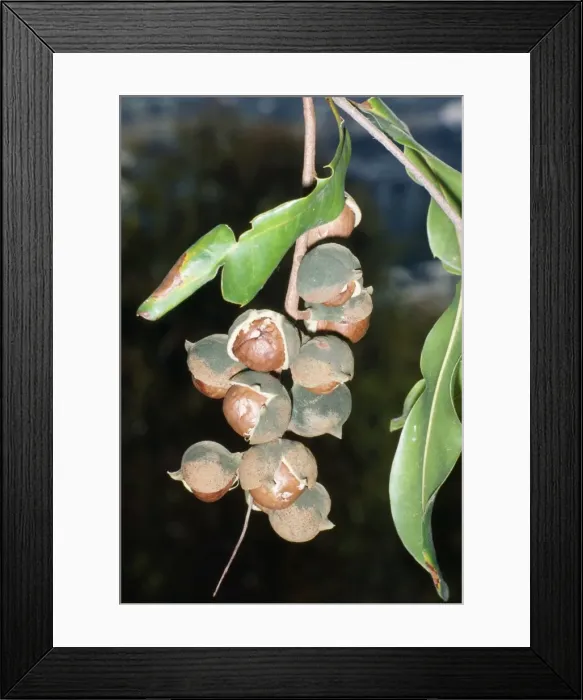 Framed Print : Macadamia Nut Australia Framed Print : Macadamia Nut Australia