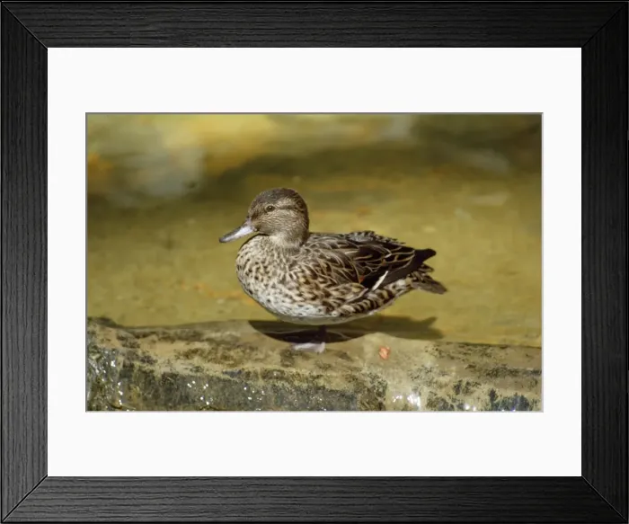 Framed Print : Green-winged Teal Duck - female Framed Print : Green-winged Teal Duck - female