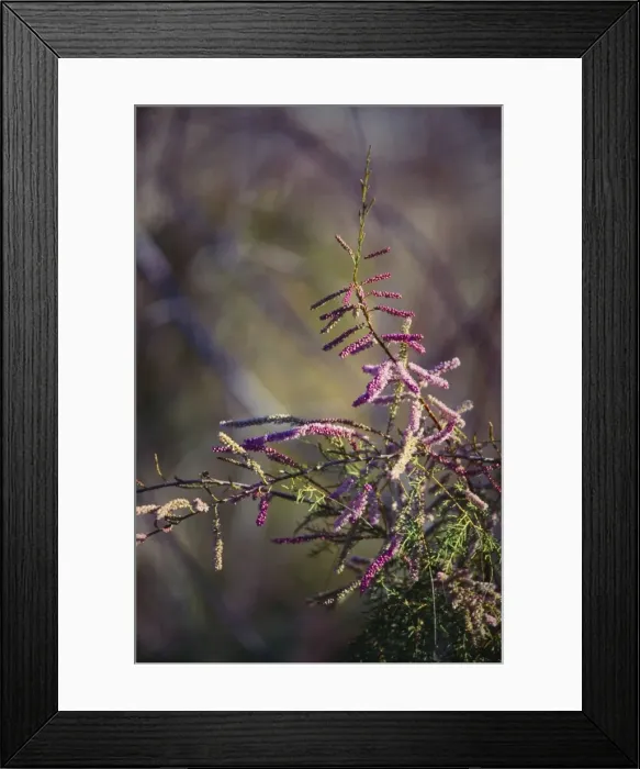 Framed Print : Tamarisk / Salt-cedar Flowers - weed tree, native to Asia & S. E. Europe, introduced to S. W. USA Framed Print : Tamarisk / Salt-cedar Flowers - weed tree, native to Asia & S. E. Europe, introduced to S. W. USA