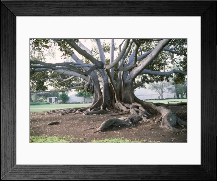 Framed Print : Fig Tree - showing trunks & buttress roots Moreton Bay, Australia Framed Print : Fig Tree - showing trunks & buttress roots Moreton Bay, Australia