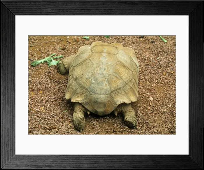 Framed Print : African Spurred Tortoise - showing spurs Framed Print : African Spurred Tortoise - showing spurs
