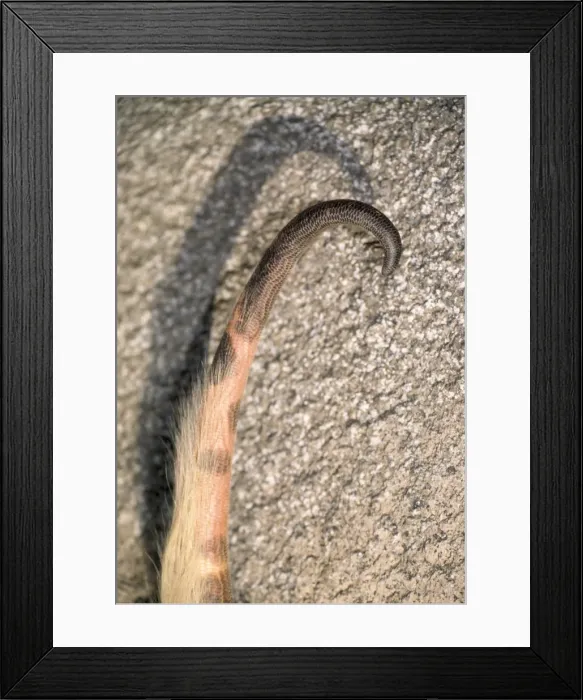 Framed Print : Lesser Anteater - prehensile tail - South Mexico to North half of South America Framed Print : Lesser Anteater - prehensile tail - South Mexico to North half of South America