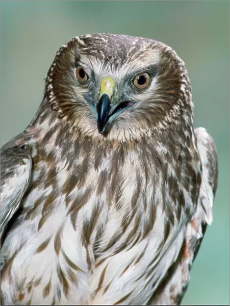 Hen Harrier - female