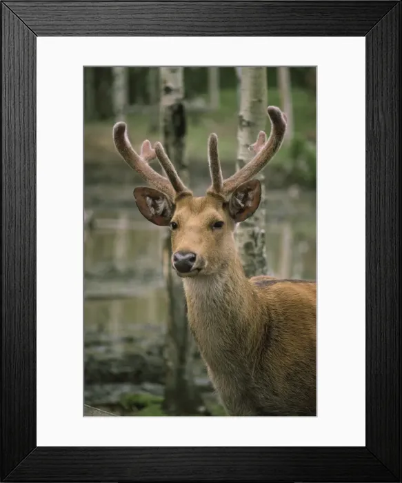 Framed Print : Wetland Barasingha - stag with velvet on antlers Framed Print : Wetland Barasingha - stag with velvet on antlers